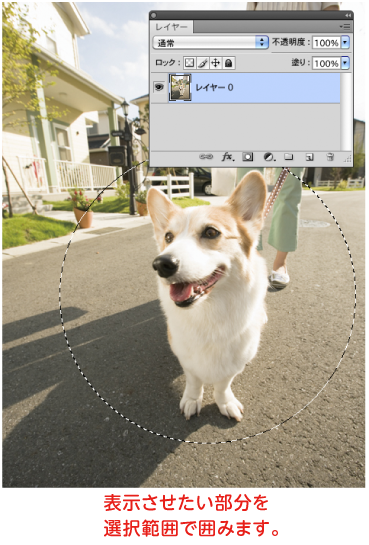 犬の写真を使用　表示させたい部分を選択範囲で囲む